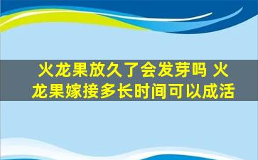 火龙果放久了会发芽吗 火龙果嫁接多长时间可以成活